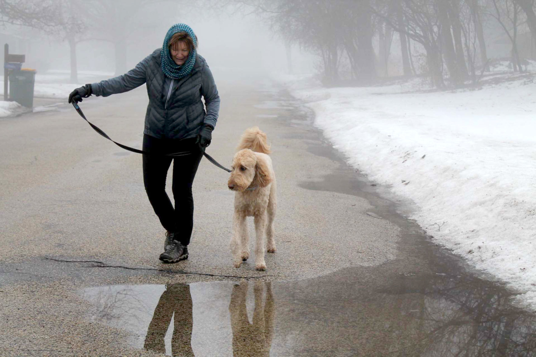 Foggy dog walk